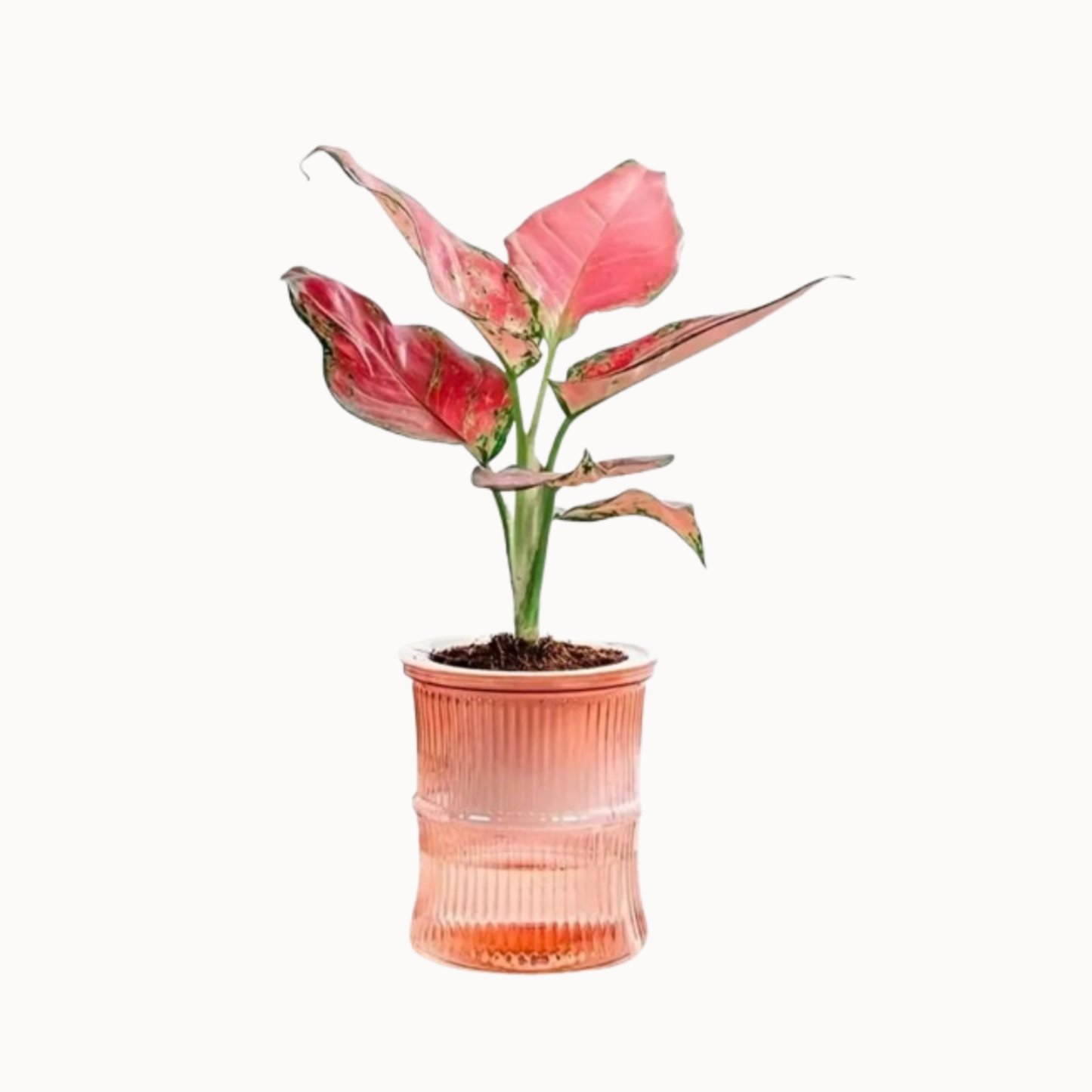 Self-Watering Hydroponic Planter | Double Layer Transparent Automatic Water-Absorbing Flower Pot