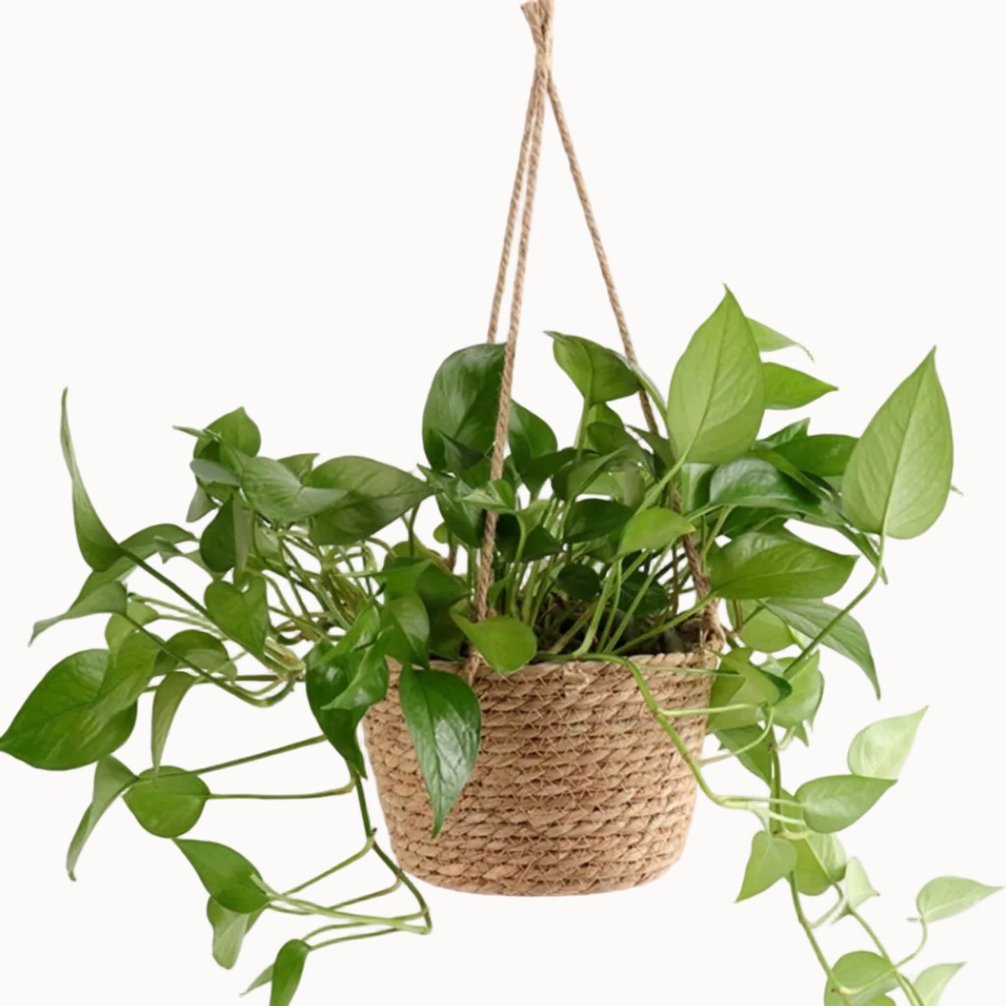 Hanging Planter Basket | Jute Rope Woven Plant Hanger for Indoor & Outdoor Decor