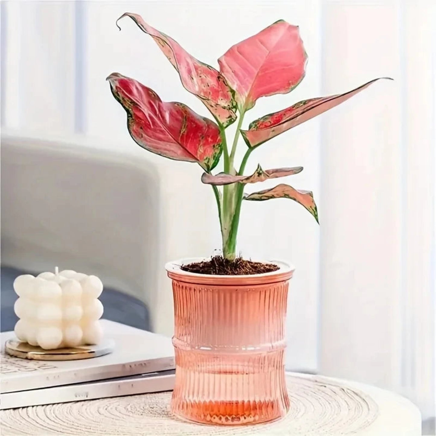 Self-Watering Hydroponic Planter | Double Layer Transparent Automatic Water-Absorbing Flower Pot