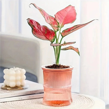 Self-Watering Hydroponic Planter | Double Layer Transparent Automatic Water-Absorbing Flower Pot