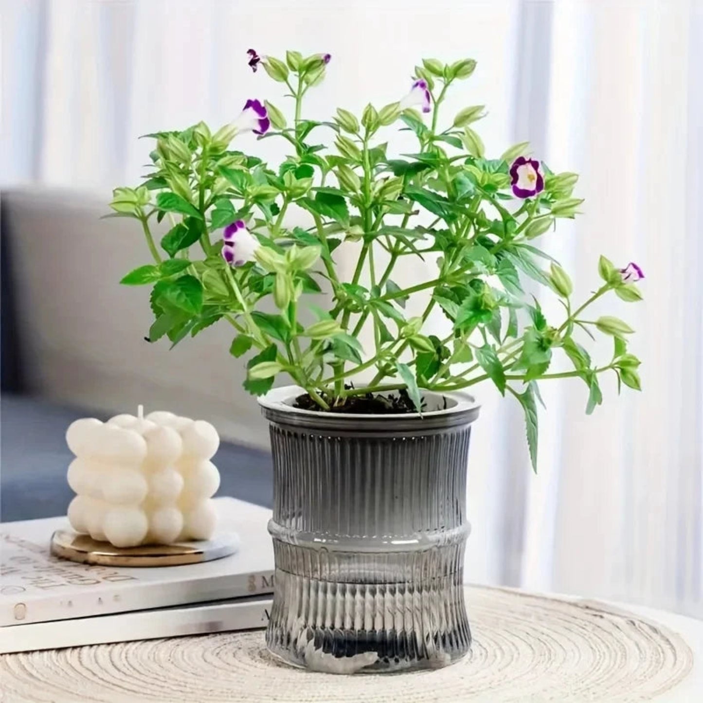 Self-Watering Hydroponic Planter | Double Layer Transparent Automatic Water-Absorbing Flower Pot