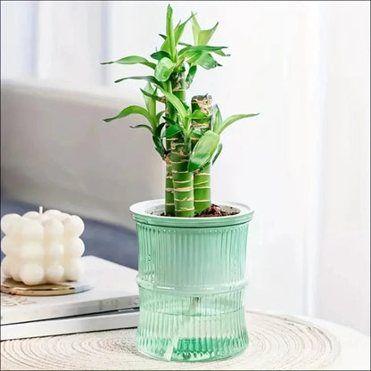Self-Watering Hydroponic Planter | Double Layer Transparent Automatic Water-Absorbing Flower Pot